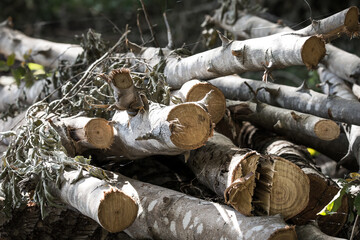 plie of log in the jungle