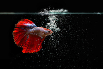 Siamese fighting fish with water bubbles on a black background