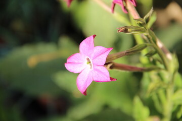 Obraz premium pink flowers in the garden