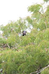 crow on tree ,crow ,tree,village crow views,
