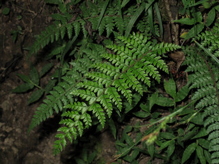 Naklejka na ściany i meble Bracken fern leaves in Wet forest in spring. Pteridium aquilinum.