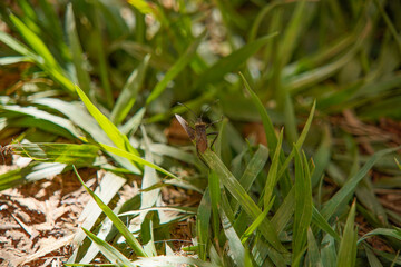insect on a leaf