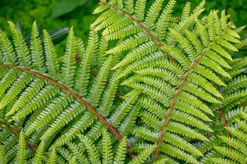 Closeup of Western Maidenhair Fern as a green pattern nature background
