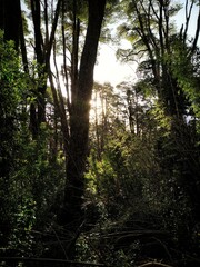 The sun between the forest, in the south of Chile