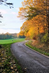 Fototapeta premium Autumn time.Road view. Autumn road with trees with yellow foliagein the bright sunshine.Autumn landscape. Fall season.view of road with trees on a sunny day in autumn