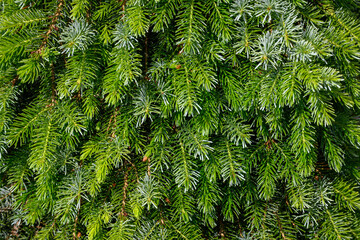 Closeup of dense evergreen branches and pine needles, as a nature background

