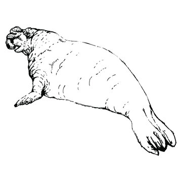 Southern elephant seal. (Mirounga leonina). Hand drawn linear ink sketch. Black and white silhouette. Isolated vector illustration. 
