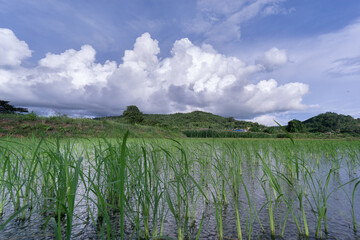 Fototapeta na wymiar Landscape of rice field over mountain and cloudy sky in countryside