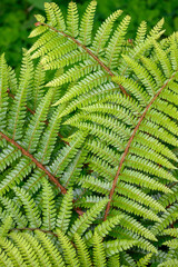 Closeup of Western Maidenhair Fern as a green pattern nature background
