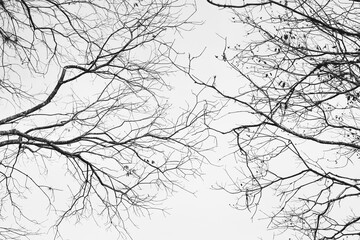 black and white background with leaves