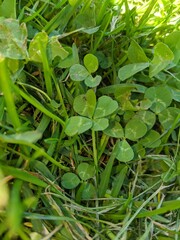 Lucky 4 leaf clover