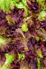 Background of fresh purple lettuce leaves.