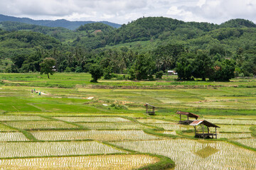 field rice in countryside
