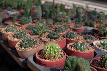 Fototapeta na wymiar many cactus in the garden