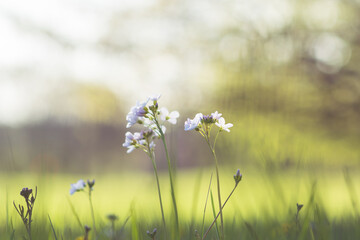 Flowers in the backlight on a meadow