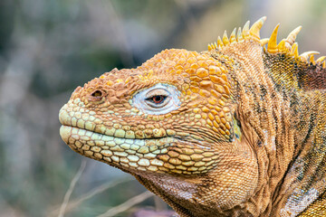 Land Iguana North Seymour Island Galapagos Islands Ecuador