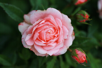beautiful coral pink rose in the garden