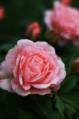 beautiful coral pink rose in the garden