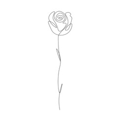 rose on white background line drawing vector illustration 