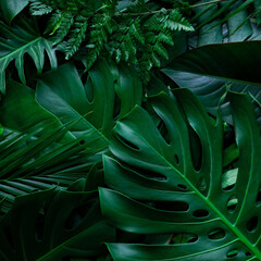 Obraz na płótnie Canvas closeup nature view of green leaf and palms background. Flat lay, dark nature concept, tropical leaf