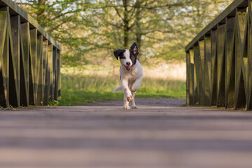 Naklejka na ściany i meble A Landseer puppy runs happily over a bridge in the forest