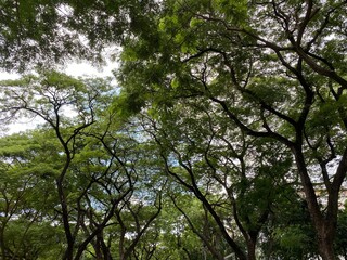 Obraz premium Treetop with sky in the garden