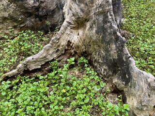 big old tree root on the ground