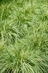 Green and yellow sedge grasses, as a nature background

