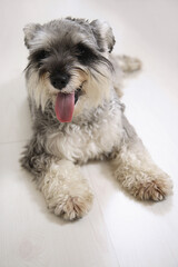Dog sitting on the floor with its tongue sticking out