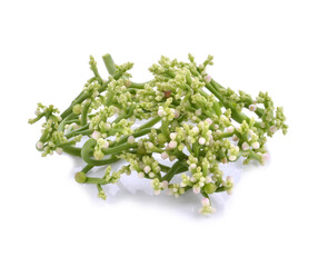 Ceylon Spinach on white background