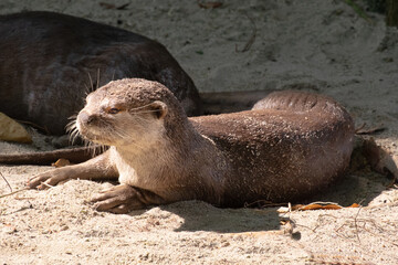 otters playing on the beach