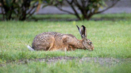 Ein Hase grast in einem Vorgarten in der Seitenansicht