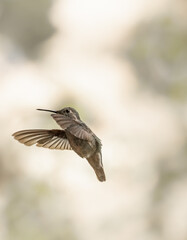 Anna's Hummingbird 6087 - 363092203