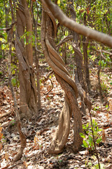 vine in dry forest
