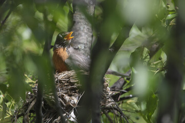 3 Chicks in a nest, backyard wildlife.