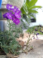 flowers in the garden
