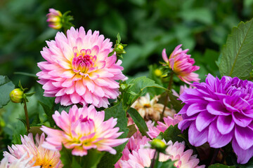Big beautiful pink and purple blooming dahlia flowers in the garden