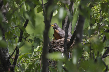 3 Chicks in a nest, backyard wildlife.