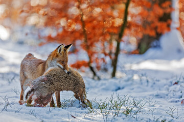 red fox (Vulpes vulpes) caught a hare in the snow