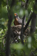 3 Chicks in a nest, backyard wildlife.