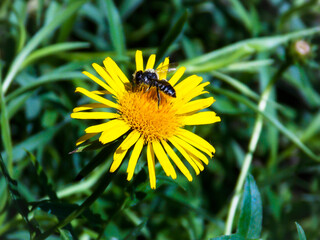 Bee on Slender-leaved elecampane