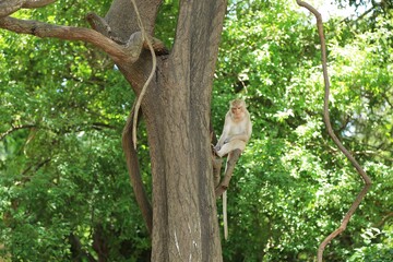 Thai Monkey in Nature