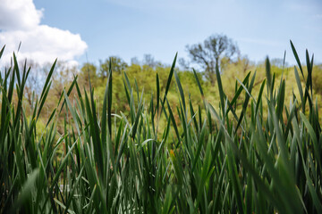 Green grass on blue clear sky, spring nature theme. Landscape