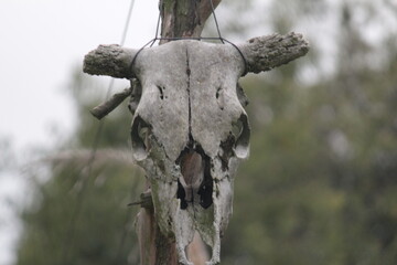Calavera vaca muerta