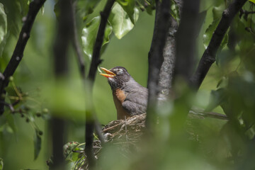 3 Chicks in a nest, backyard wildlife.