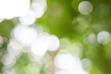 Obraz premium Bokeh photos from the sunlight that hits the beautiful green leaves.