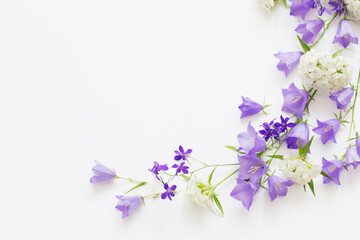 violet wild flowers on white background
