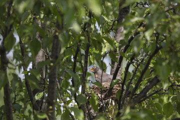 3 Chicks in a nest, backyard wildlife.