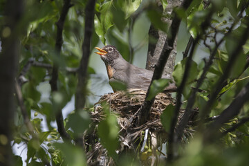 3 Chicks in a nest, backyard wildlife.