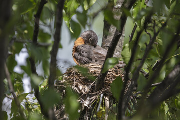 3 Chicks in a nest, backyard wildlife.